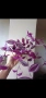 Традесканция, tradescantia Pink Paradise, снимка 1