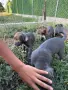  Кученца Кане корсо, снимка 7