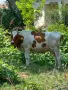 Продавам крави и телета с. Брест област Плевен, снимка 17