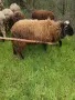 Продавам скопен коч , снимка 1