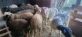 Продавам месодайни кочове , снимка 2