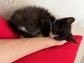 МЪЖКО КОТЕНЦЕ Търси дом, снимка 8