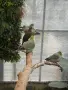 Екзотични гълъби, снимка 2