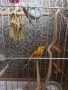 Мъжки пойни папагали , снимка 16