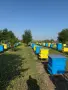Пчелен мед, реколта 2026, букет, снимка 3