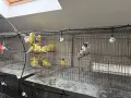 Червении и къдрави канарчета, снимка 10