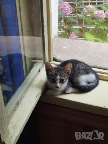 Подарявам котета , снимка 2 - Други - 55144285