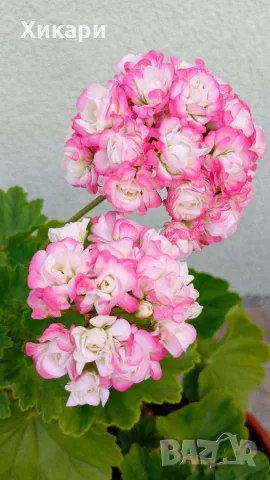 Сортово мушкато Pelargonium Appleblossom rosebud, снимка 3 - Стайни растения - 55299219
