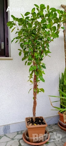 Фикус Бенджамин Microcarpa, височина 145-135см, снимка 3 - Стайни растения - 54500156