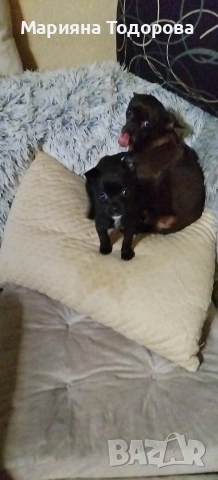 Пинчер, снимка 16 - Пинчер - 53447224