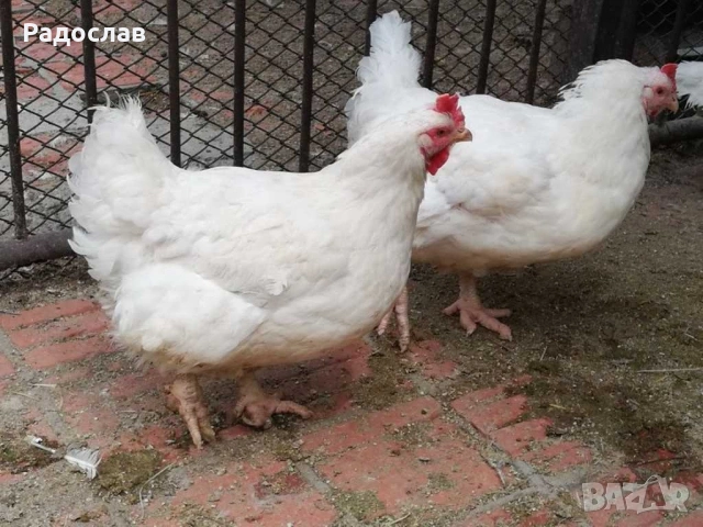 Кокошки Бройлери,петли , яйца, носачки,ярки,пилета