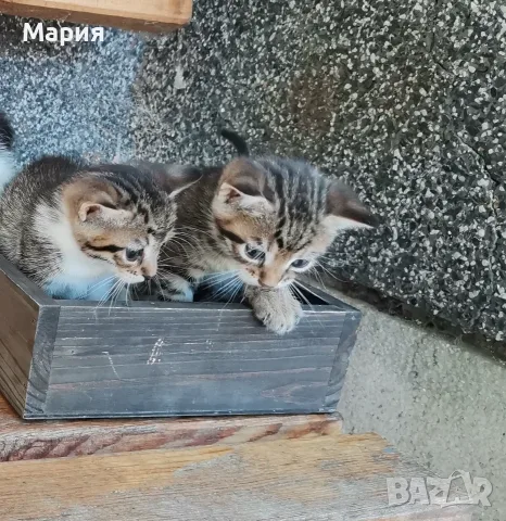 Котенца - Подарявам, снимка 12 - Други - 55357912