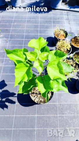 Каталпа, Catalpa bignonioides, снимка 12 - Градински цветя и растения - 54894868