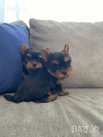 мини йоркширски териер, снимка 4 - Йоркширски териер - 54119104