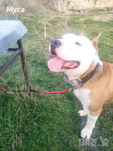 Мъжки амстаф 