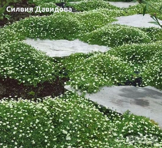 Ирландски мъх Сагина, снимка 3 - Градински цветя и растения - 54153680