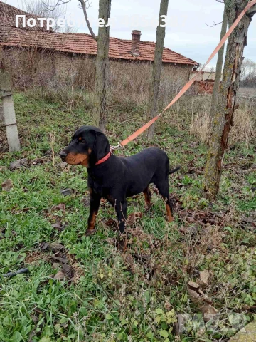 Подарявам кученца , снимка 6 - Други - 55093105