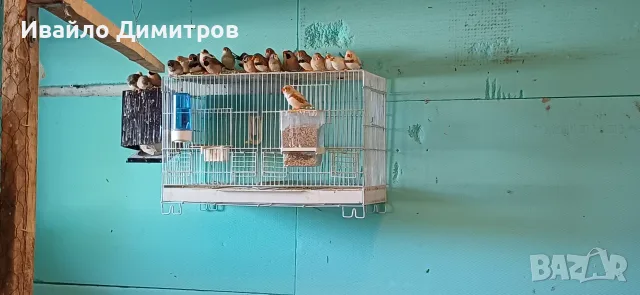 Зеброви амадини , снимка 3 - Амадини - 55670335