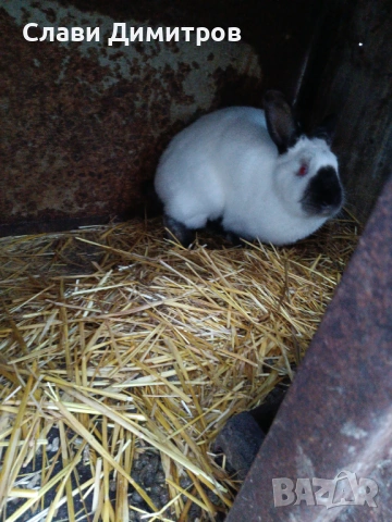 Продавам женски калифорнийски заек