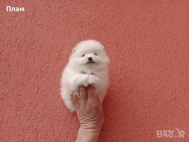 Померани.Реални снимки !, снимка 3 - Померан - 54049700