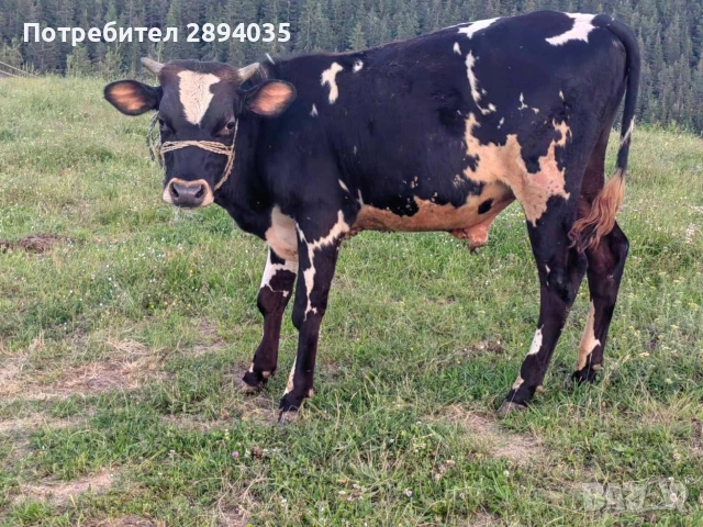 3 мъжки по 7 месеца , снимка 2 - Крави - 55056370