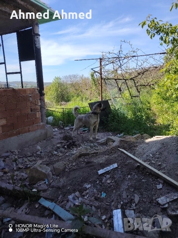 кангал на 2 години , снимка 5 - Кангал - 54761310
