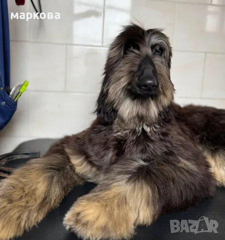  всички породи кученца, снимка 6 - Други - 55613591
