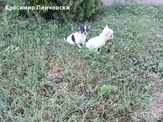 продавам чихуахуа. , снимка 4 - Чихуахуа - 55244163
