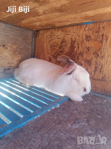 Продавам два мъжки заека. Мелези на 3 месеца и половина , снимка 4 - Други - 54133569