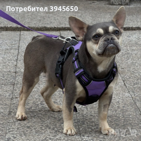 Blue&Tan френски булдог 