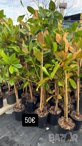 Магнолия Грандифлора(Grandiflora) - вечнозелена, снимка 7 - Градински цветя и растения - 54015708