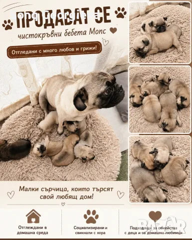 🐾 Очарователни бебета мопс търсят своите любящи семейства! 🐾