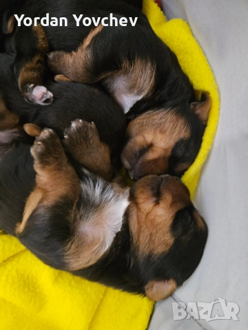 Мини Йорки, снимка 7 - Йоркширски териер - 54337040