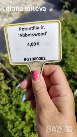 Потентила, Potentilla fruticosa 'Abbotswood', студоустойчива и многогодишна, снимка 6 - Градински цветя и растения - 54795658