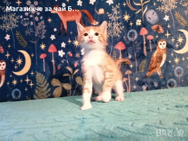 Коте за осиновяване, снимка 3 - Други - 54978668