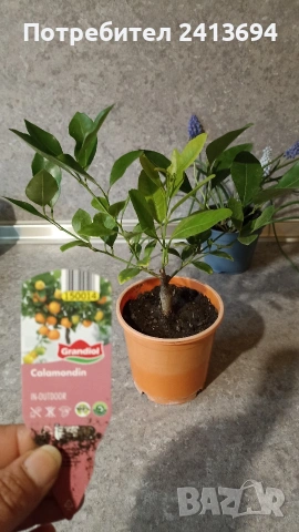 каламондин + мускари, снимка 3 - Градински цветя и растения - 54082636