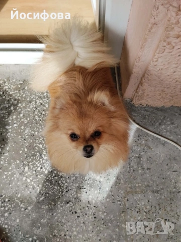 Мини шпиц померан