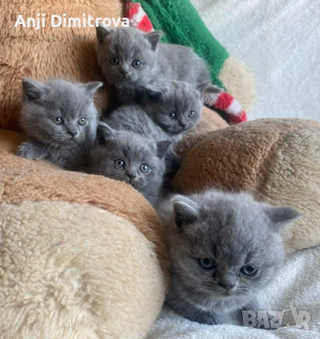 Британска късокосместа.