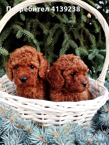 Той Пудел Poodle toi , снимка 5 - Пудели - 54976284
