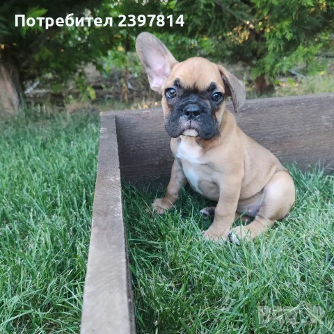 Френски булдог - Женско, снимка 3 - Френски булдог - 55008762
