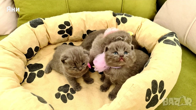 Британска късокосместа котка / British shorthair cat, снимка 2 - Британска късокосместа - 54824889