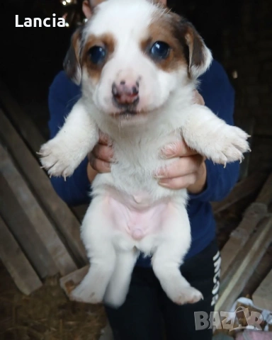 Кученца Джак ръсел