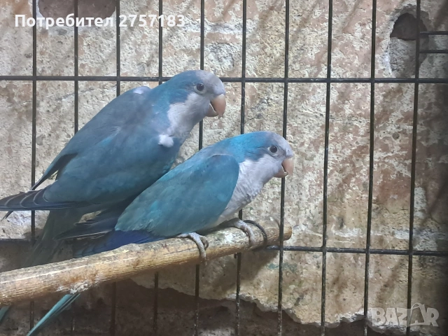 продавам работеш чифт папагали монаси, снимка 5 - Папагали - 54612402