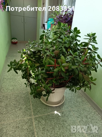 Дърво на живота