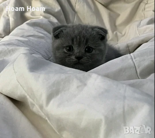 Шотландски клепоухи и британски късокосмести бебета котенца , снимка 2 - Британска късокосместа - 55646306