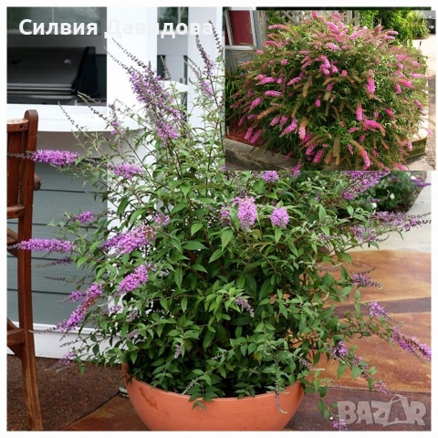 Будлея, снимка 7 - Градински цветя и растения - 52515719