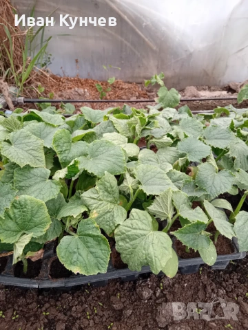 Разсад Краставици " Тести Кинг "