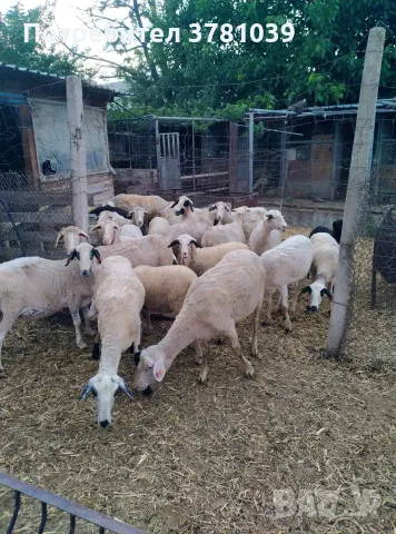 Продавам овце за домазлък 