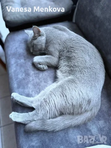 британски. 2 котки мъжко и женско, снимка 4 - Британска късокосместа - 55476096