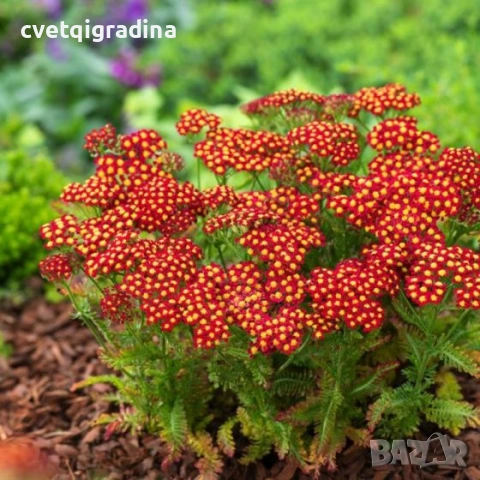 Achillea millefolium ‘Rock Red’ (Ахилея ‘Rock Red’ / Червен бял равнец), снимка 2 - Градински цветя и растения - 54344894